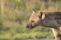 Hyena